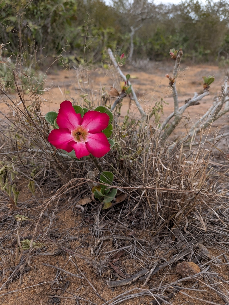 Adenium obesum – Adenium obesum