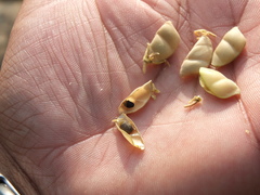 Rhynchosia cana