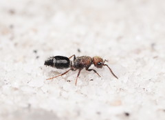 Ephutomorpha subcristata