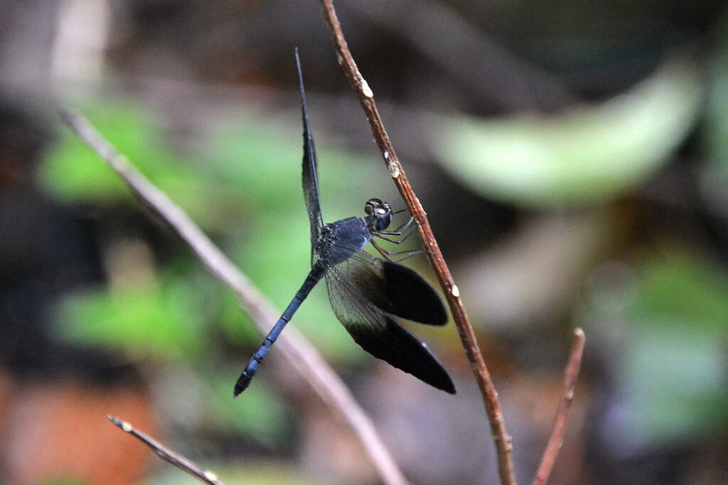 Uracis fastigiata