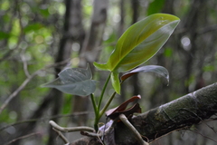 Philodendron tripartitum, photograph (c) Letizia Weichgrebe, some rights reserved (CC BY)