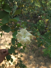 Rivea hypocrateriformis