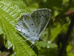 Celastrina echo echo