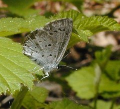 Celastrina echo echo