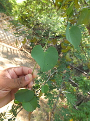 Rivea hypocrateriformis