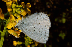 Celastrina echo echo