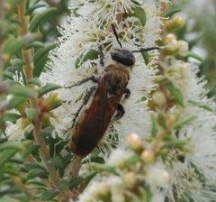 Radumeris tasmaniensis