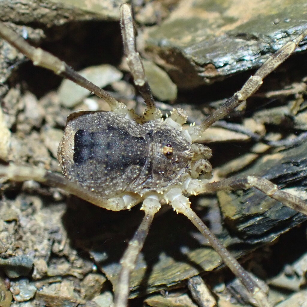Odiellus ramblae