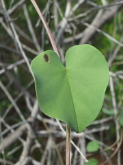 Rivea hypocrateriformis