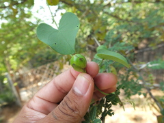 Rivea hypocrateriformis