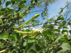 Rivea hypocrateriformis