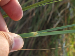 Saccharum spontaneum