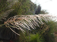 Saccharum spontaneum