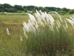 Saccharum spontaneum