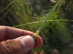 Saccharum spontaneum