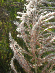 Saccharum spontaneum