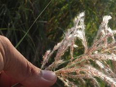 Saccharum spontaneum