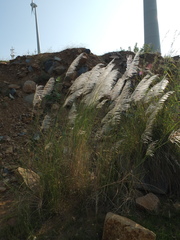 Saccharum spontaneum