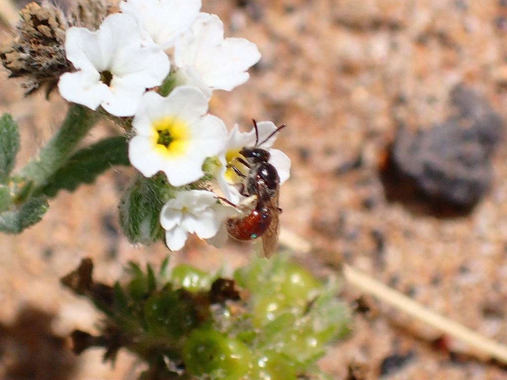 Lasioglossum arctifrons
