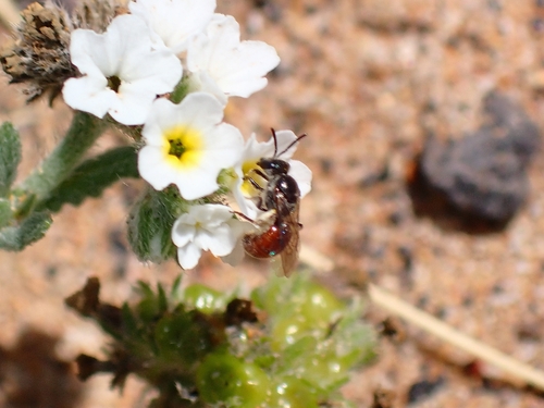 Lasioglossum arctifrons