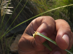 Saccharum spontaneum