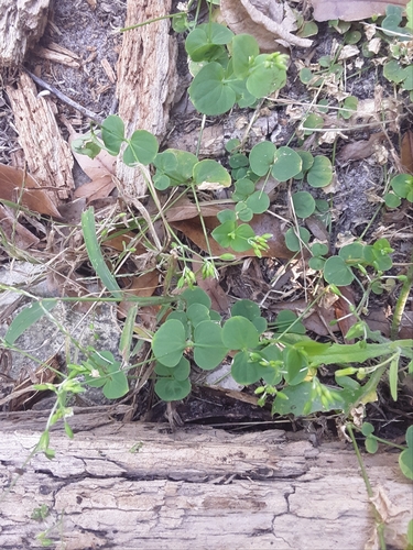 Drymaria cordata image