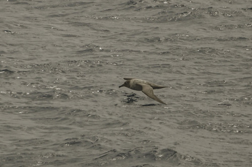 Light-mantled Albatross (Phoebetria palpebrata), photo 4