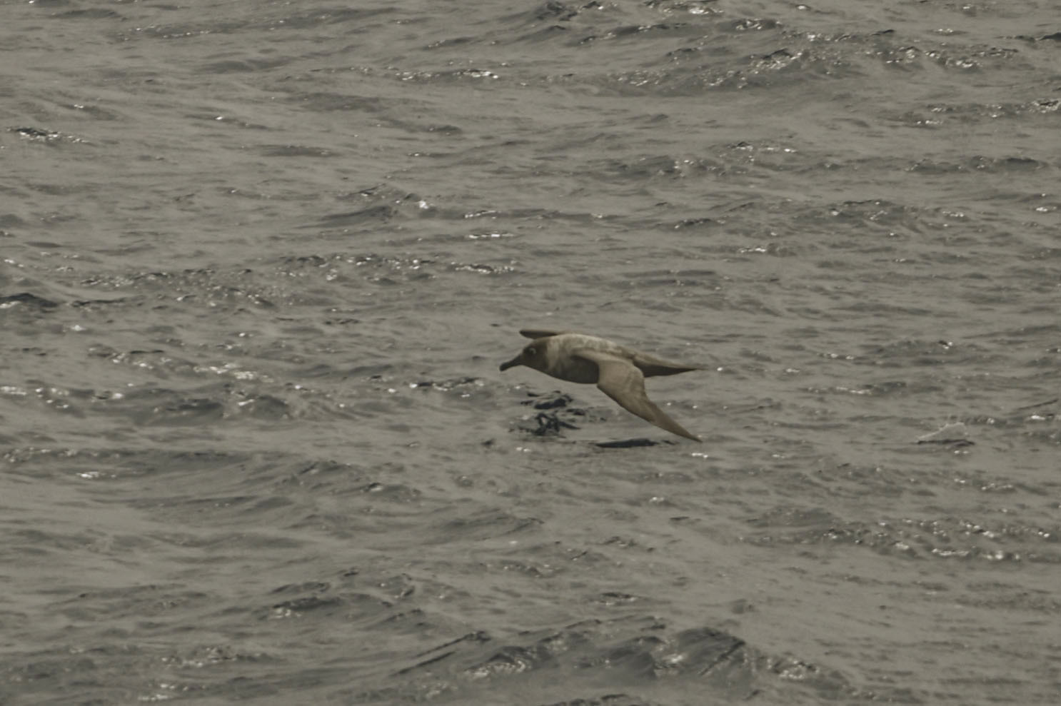 Light-mantled Albatross (Phoebetria palpebrata), photo 4