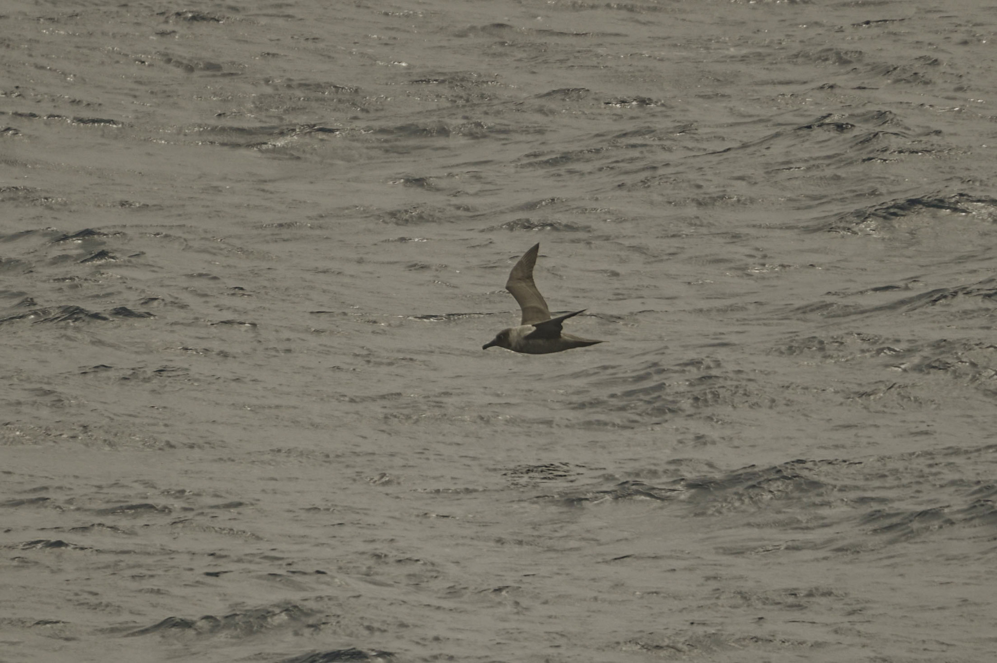 Light-mantled Albatross (Phoebetria palpebrata), photo 3