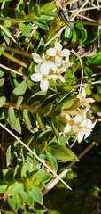 Pimelea oreophila hetera