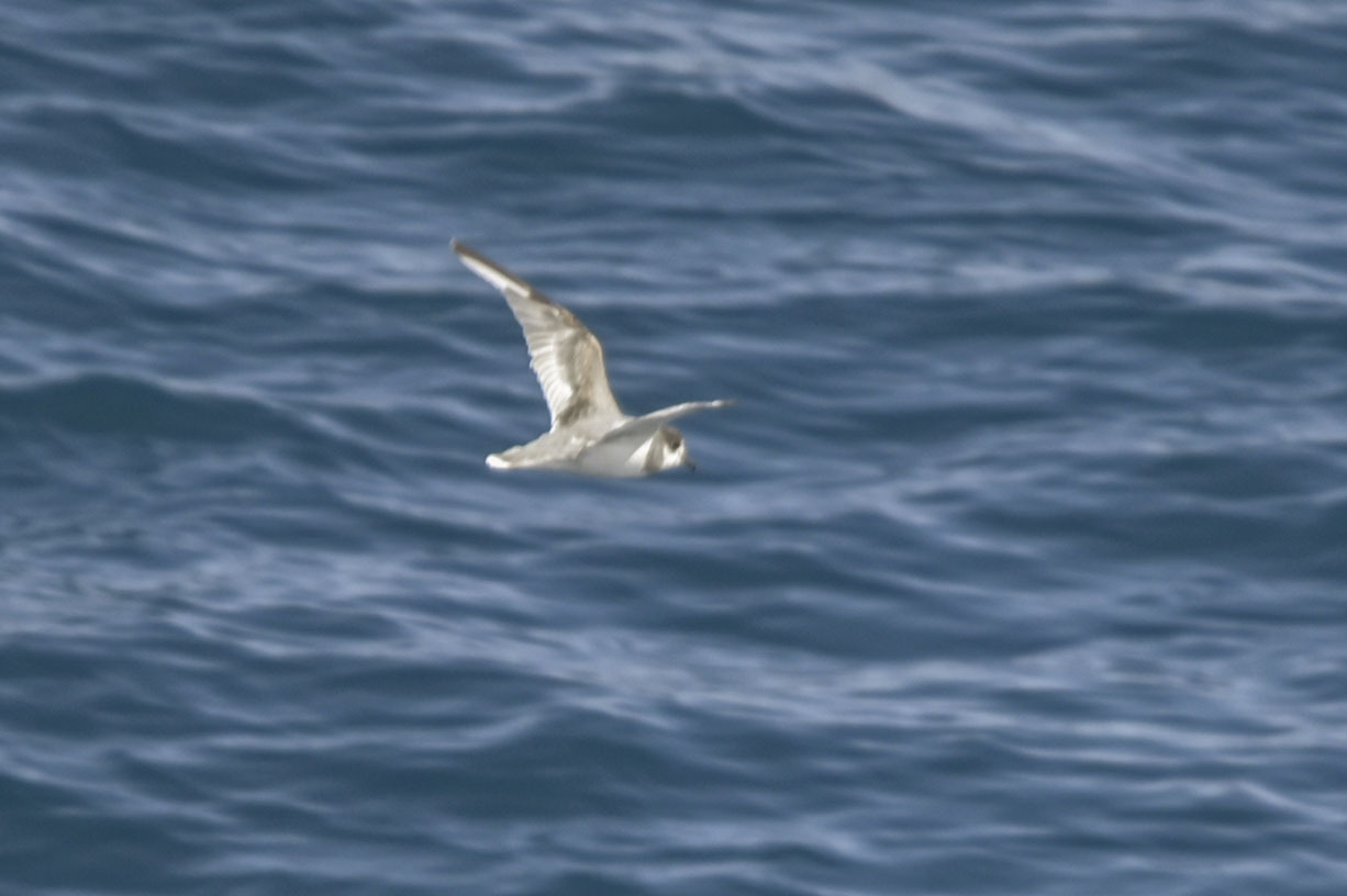 Blue Petrel (Halobaena caerulea), photo 3