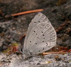 Celastrina echo echo