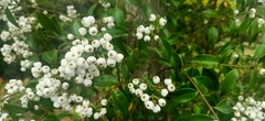 Syzygium zeylanicum