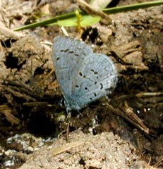 Celastrina echo echo