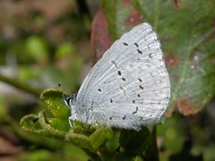 Celastrina echo echo