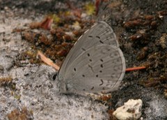 Celastrina echo echo