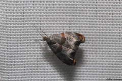 Hemerophila