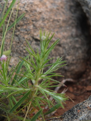 Trichuriella monsoniae