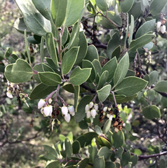 Arctostaphylos viscida