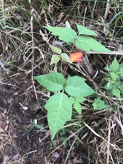 Toxicodendron radicans image