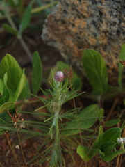 Trichuriella monsoniae