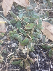 Euphorbia hirta image
