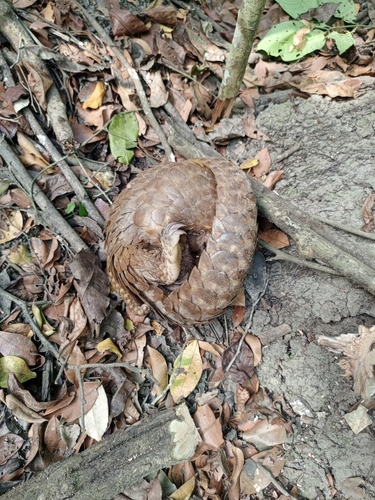 White-bellied Pangolin
