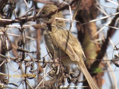 Prinia lepida