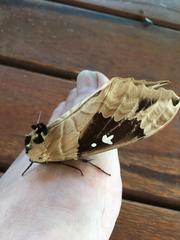 Lophostethus dumolinii