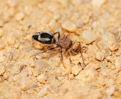 Ephutomorpha subcristata