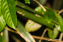 Argyrodes flavescens