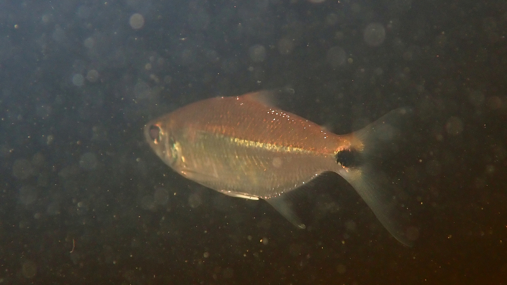 Roeboexodon guyanensis