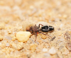 Ephutomorpha subcristata