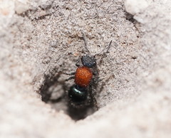 Ephutomorpha laetabilis